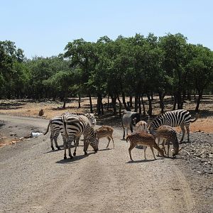 Exotic Resort Zoo (Texas) - Tractor Tour