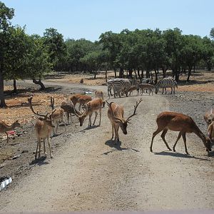 Exotic Resort Zoo (Texas) - Tractor Tour