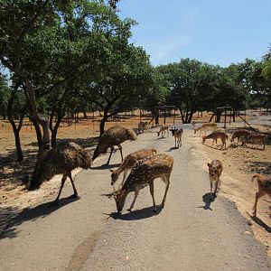 Exotic Resort Zoo (Texas) - Tractor Tour