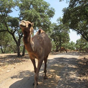 Exotic Resort Zoo (Texas) - Tractor Tour