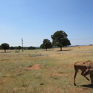Exotic Resort Zoo (Texas) - Tractor Tour