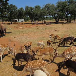 Exotic Resort Zoo (Texas) - Tractor Tour