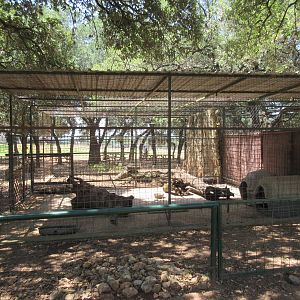 Exotic Resort Zoo (Texas) - African Crested Porcupine Exhibit