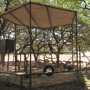 Exotic Resort Zoo (Texas) - Ring-Tailed Lemur Exhibit