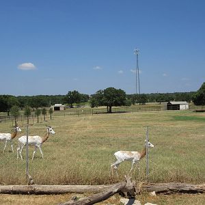 Exotic Resort Zoo (Texas) - Tractor Tour