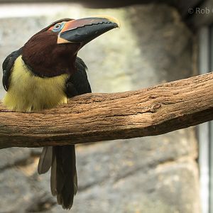 Green aracari : Cotswold WP : 07 Feb 2016