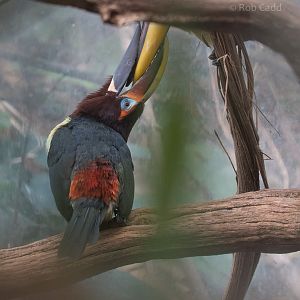 Green aracari : Cotswold WP : 07 Feb 2016