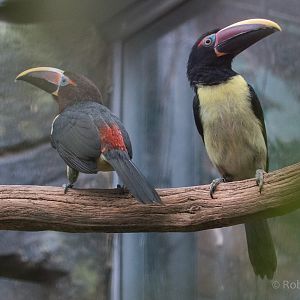 Green aracari : Cotswold WP : 07 Feb 2016