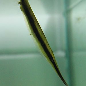 Razorfish