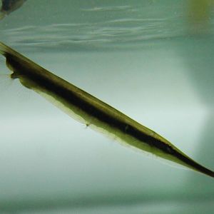 Razorfish