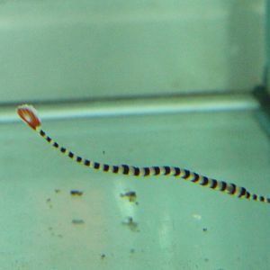 Zebra needle-fish