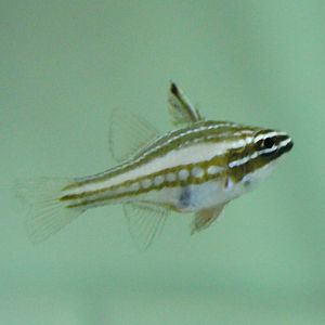 Apogon margaritophorus