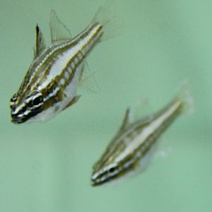 Apogon margaritophorus