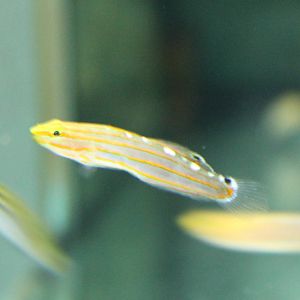 Amblygobius rainfordi