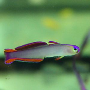 Nemateleotris decora