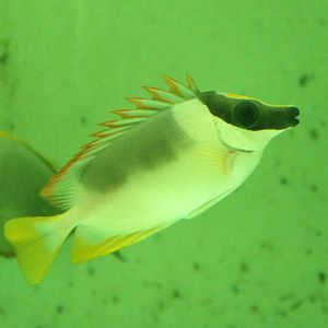 Magnificent Rabbitfish