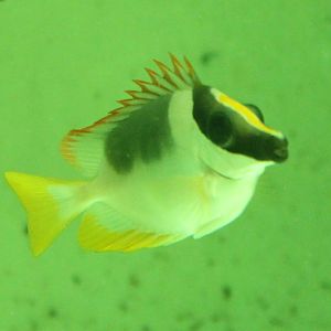 Magnificent Rabbitfish