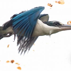 Collared kingfisher : Cotswold WP : 07 Feb 2016