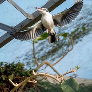 Collared kingfisher : Cotswold WP : 07 Feb 2016