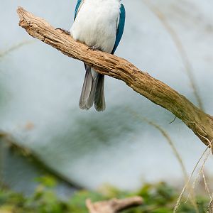 Collared kingfisher : Cotswold WP : 07 Feb 2016