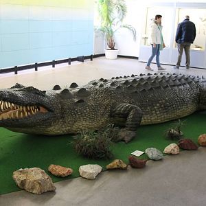 Natural-sized Saltwater crocodile dummy
