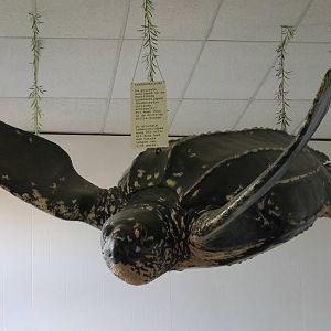 Leatherback turtle dummy