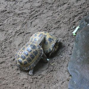 Horsfield's tortoises