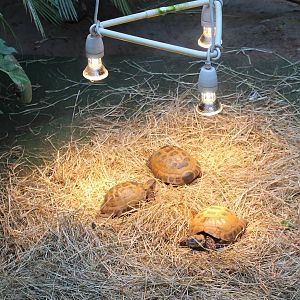 Horsfield's tortoises