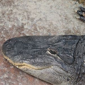 American alligator