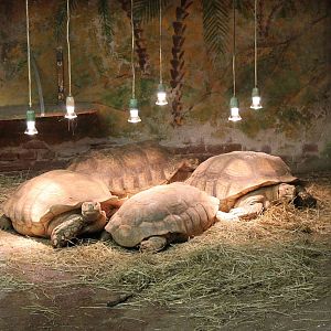 African spurred tortoises