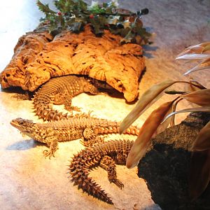 Giant girdled lizards