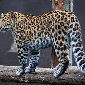Amur leopard : Twycross : 22 Oct 2015