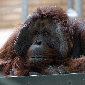 Bornean orangutan : Twycross : 22 Oct 2015