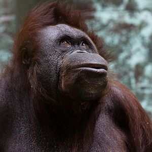 Bornean orangutan : Twycross : 22 Oct 2015