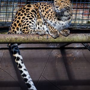 Amur leopard : Twycross : 22 Oct 2015