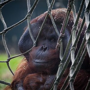 Bornean orangutan : Twycross : 22 Oct 2015