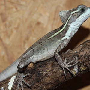 Brown basilisk, Neu Ulm Reptile Zoo