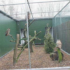 Eagle owls in new aviary