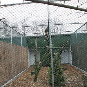 Harris hawk in new aviary