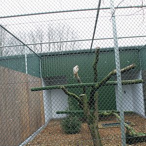 Common buzzard in new aviary