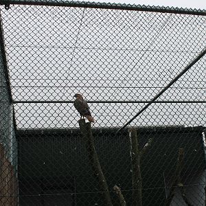Long-legged buzzard in new aviary