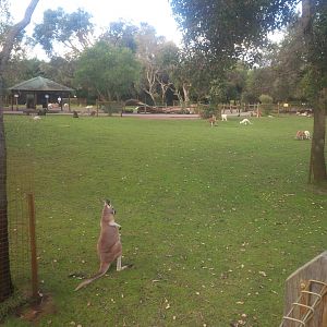 Caversham Wildlife Park WA