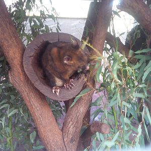 Caversham Wildlife Park WA