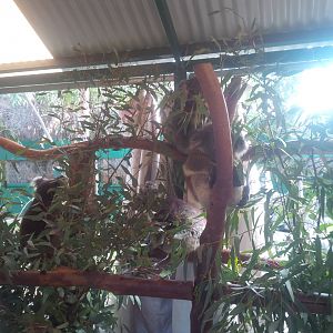 Caversham Wildlife Park WA