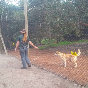 Caversham Wildlife Park WA