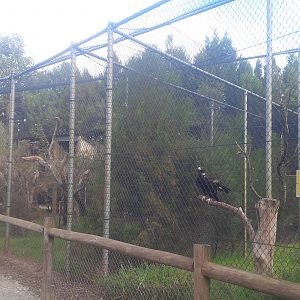 Caversham Wildlife Park WA
