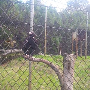 Caversham Wildlife Park WA