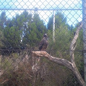 Caversham Wildlife Park WA