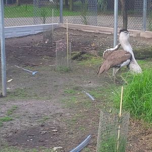 Caversham Wildlife Park WA