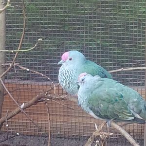 Caversham Wildlife Park WA